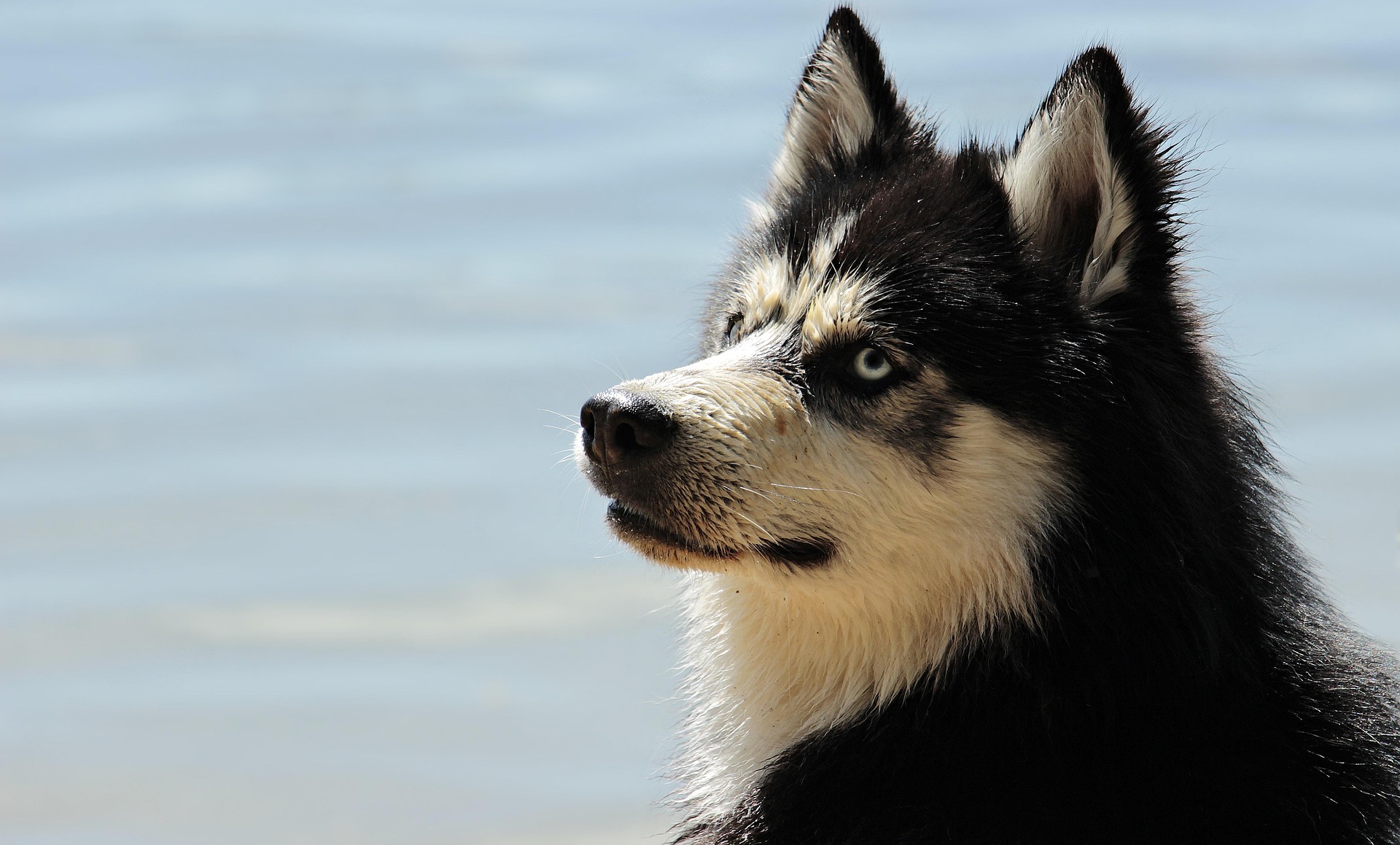 Beautiful Husky